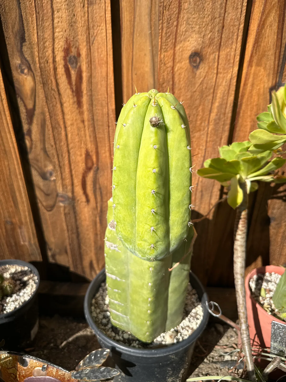 Tom Juul's Giant